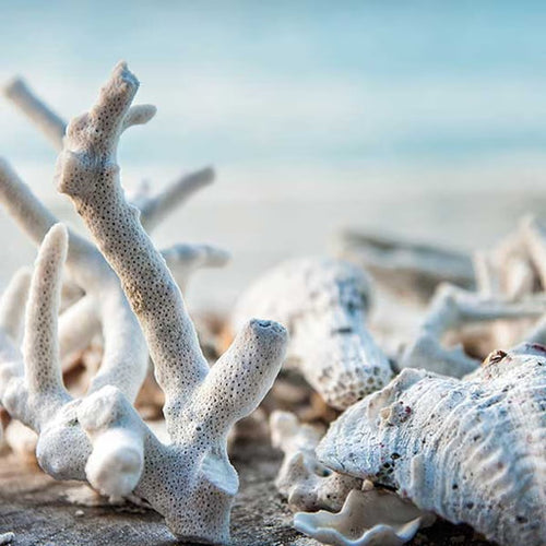 Close-up of white coral on a sandy beach with blurred background